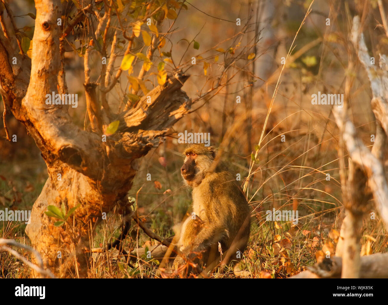 Babbuino giallo (Papio cynocephalus) nel Parco Nazionale di Kafue. Zambia Foto Stock