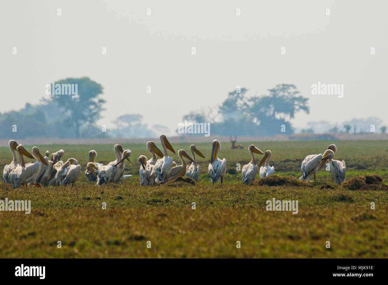 Pellicano bianco(Pelecanus onocrotalus). Busanga Plains. Parco Nazionale di Kafue. Zambia Foto Stock