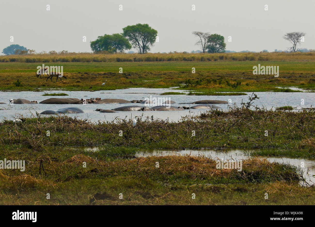Comune (ippopotamo Hippopotamus amphibius), Busanga Plains. Parco Nazionale di Kafue. Zambia Foto Stock