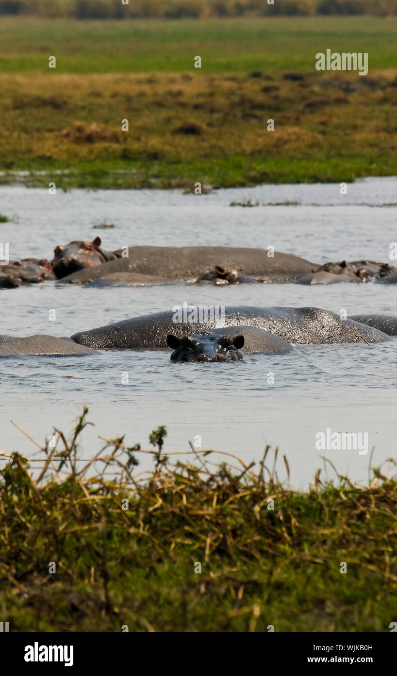 Comune (ippopotamo Hippopotamus amphibius), Busanga Plains. Parco Nazionale di Kafue. Zambia Foto Stock