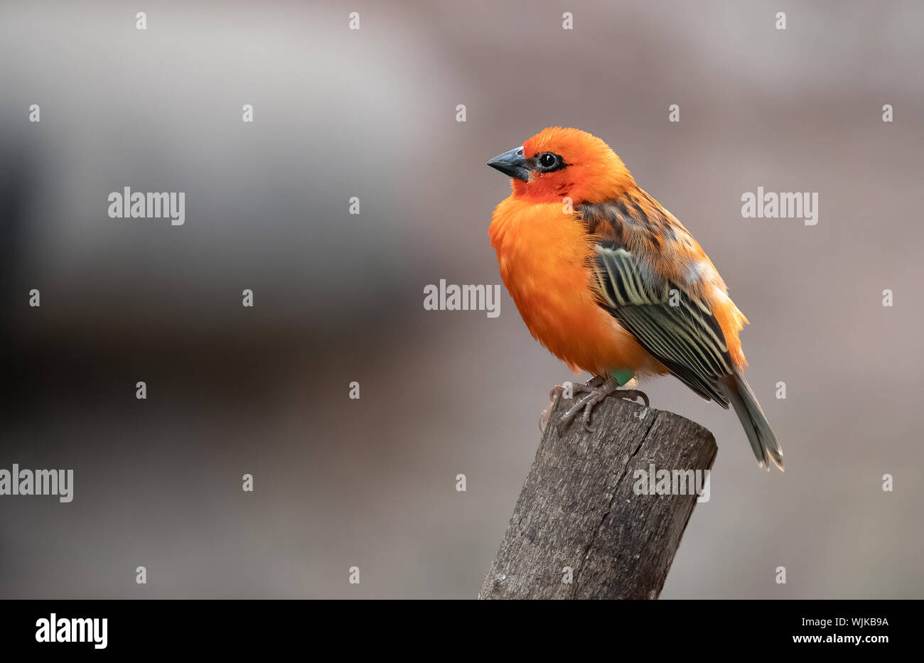 Femmina colorati Tanager brasiliano uccello appollaiato su un bastone Foto Stock