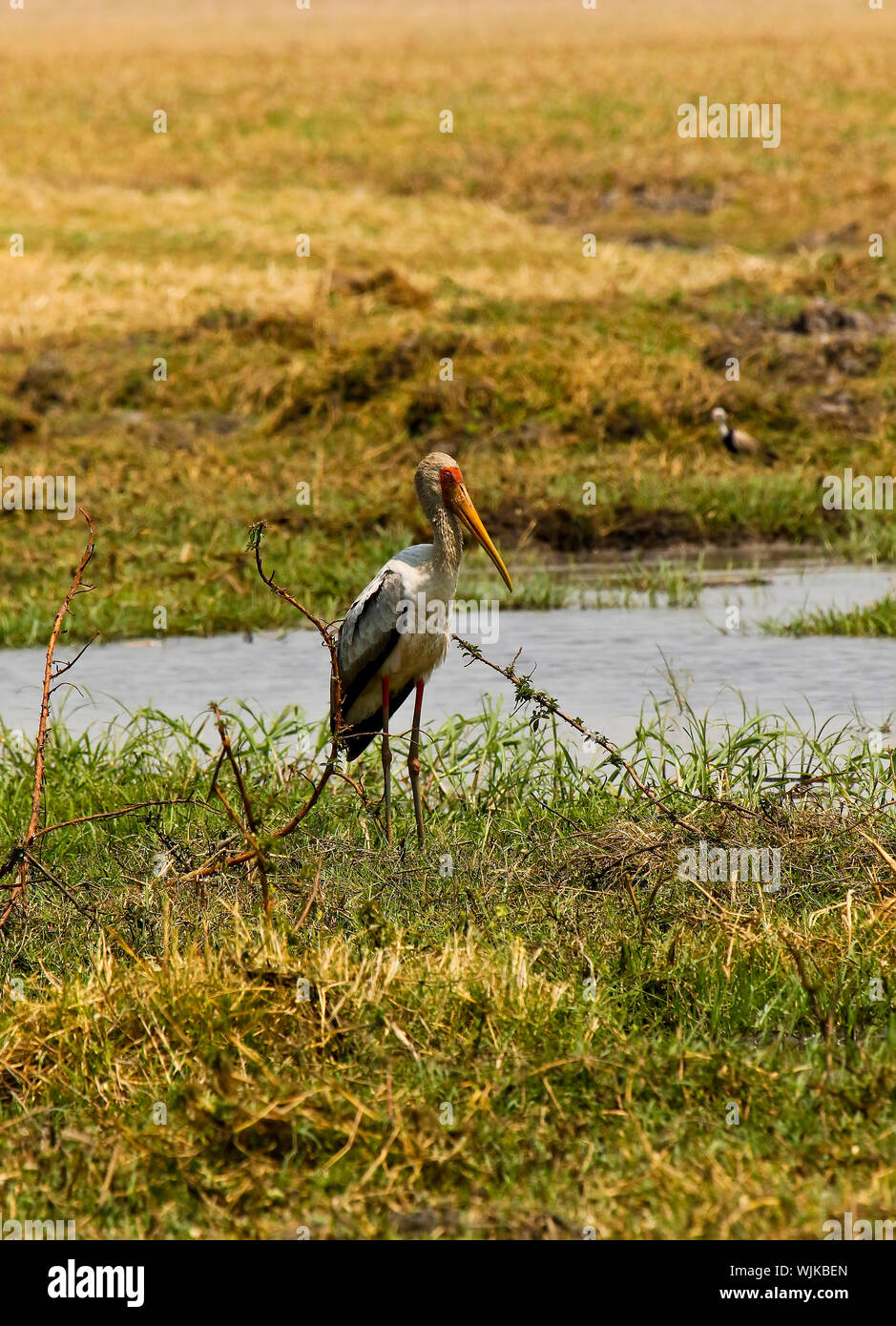 Yellow-Billed Stork,(Ibis Ibis) o (Mycteria ibis). Busanga Plains. Parco Nazionale di Kafue. Zambia Foto Stock