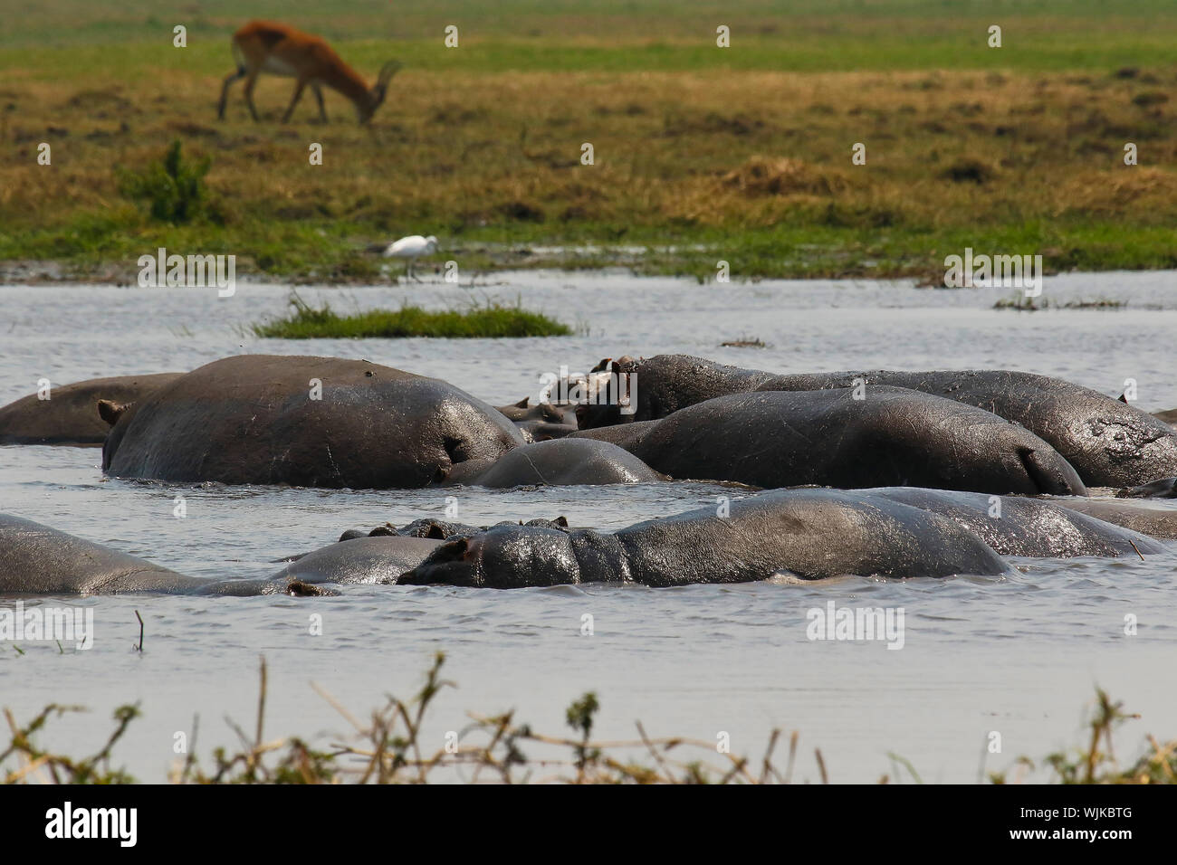 Comune (ippopotamo Hippopotamus amphibius), Busanga Plains. Parco Nazionale di Kafue. Zambia Foto Stock