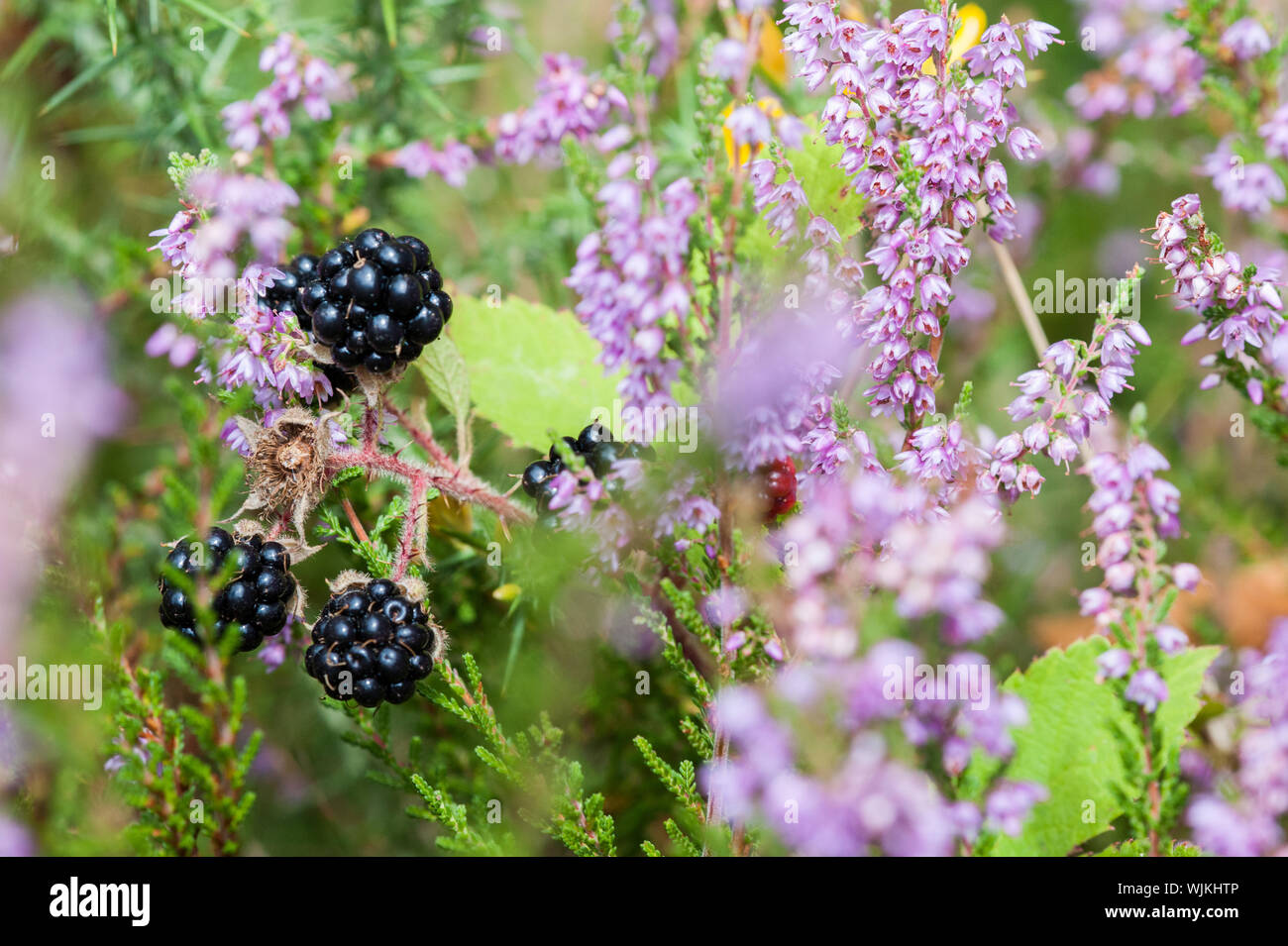 More mature crescente tra fiori di Heather Foto Stock