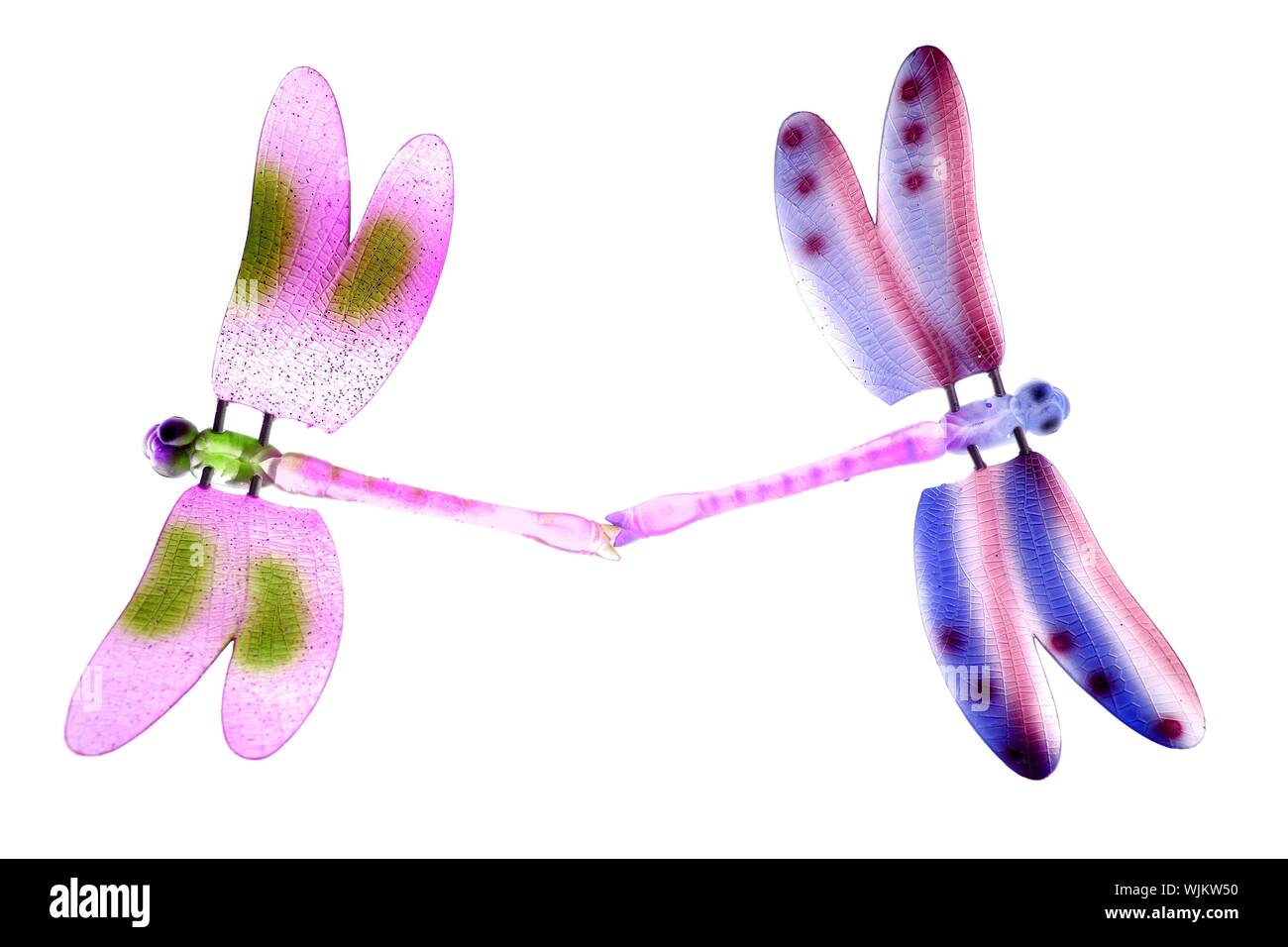 Due coloratissimi dragonfly insetti volanti di fare l'amore, sfondo bianco Foto Stock