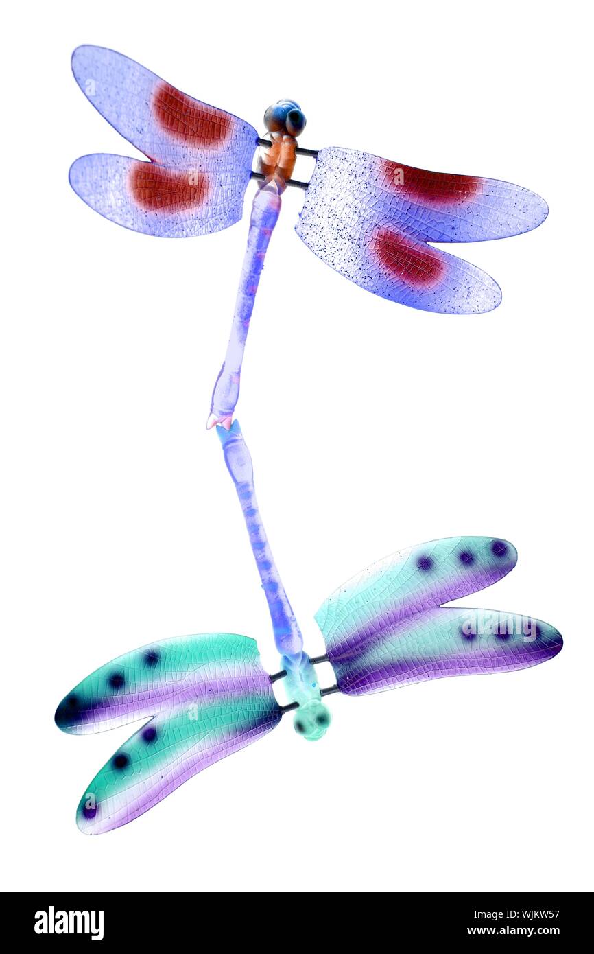 Due coloratissimi dragonfly insetti volanti di fare l'amore, sfondo bianco Foto Stock