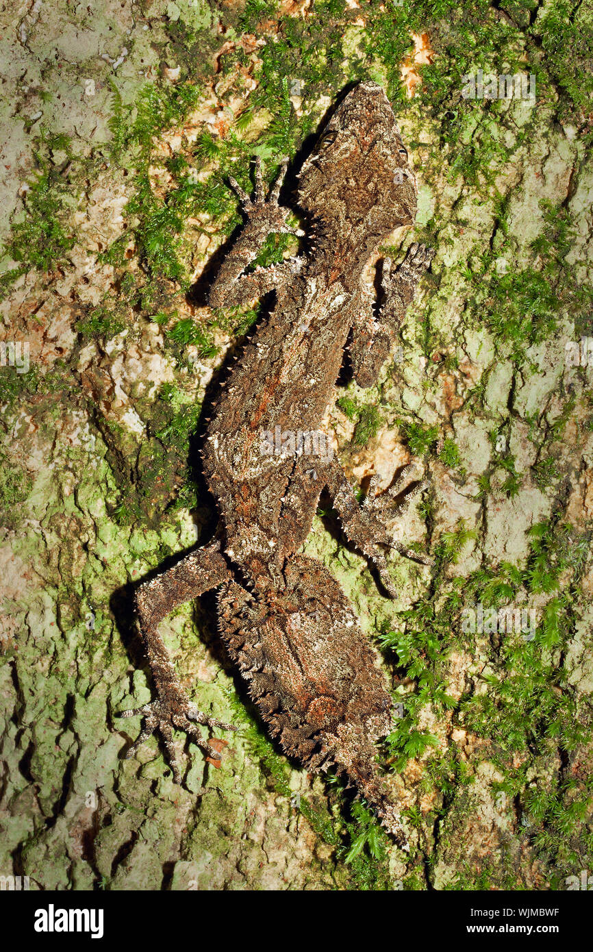 Un bellissimo e ben mimetizzata leaftail gecko (Saltuarius cornutus) seduto sul tronco di un albero della foresta pluviale Foto Stock