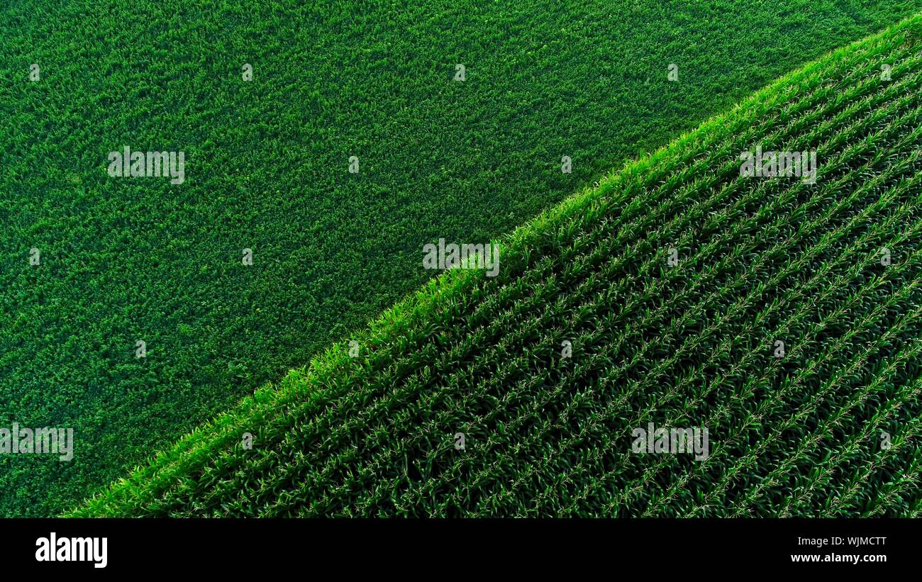 Sagomato di campi di grano ed erba medica fieno di graminacee su terreni agricoli per aiutare a prevenire erosione di suolo, in azienda al di fuori di Monroe, Wisconsin, STATI UNITI D'AMERICA Foto Stock