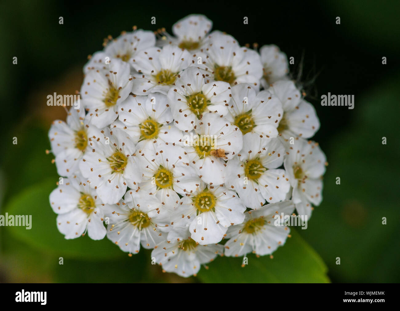 Una macro shot di alcuni spiraea vanhouttei blossom. Foto Stock