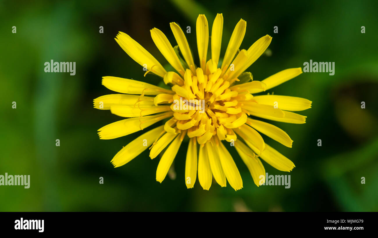 Una ripresa macro di un giallo infestante che assomiglia a un dente di leone. Foto Stock