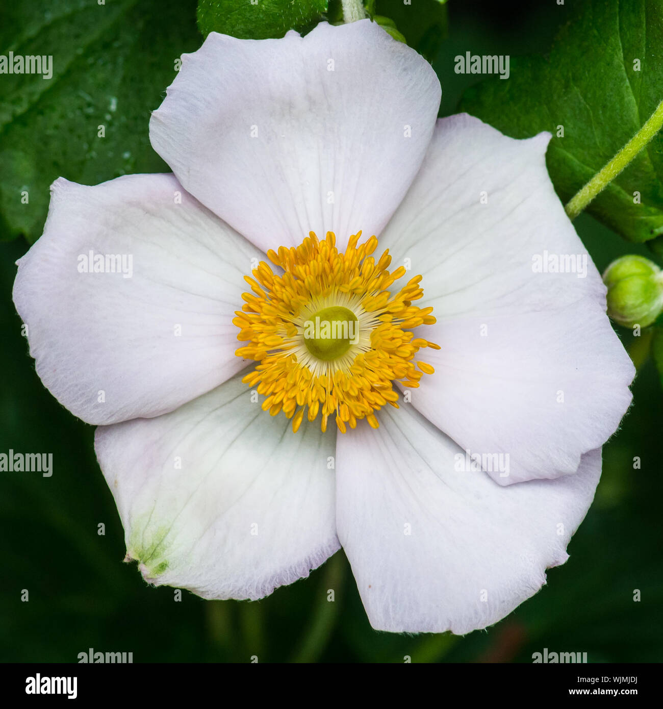 Una ripresa macro di un anemone tomentosa 'serenade' bloom. Foto Stock