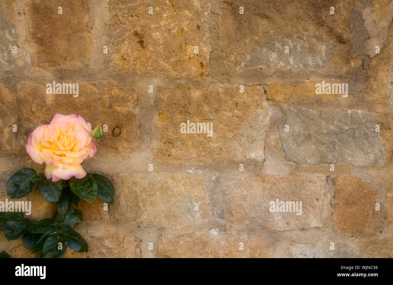 Un colore rosa rosa gialla salendo su un muro di pietra. Copia dello spazio disponibile. Wallpaper/sfondo Foto Stock