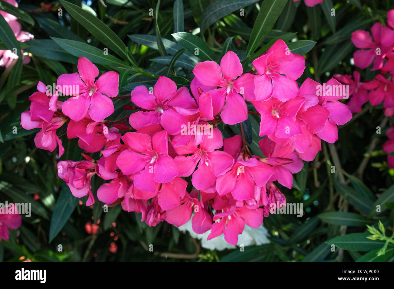 Mandevilla Bianco fiore. Close-up. Sfondo sfocato. Foto Stock