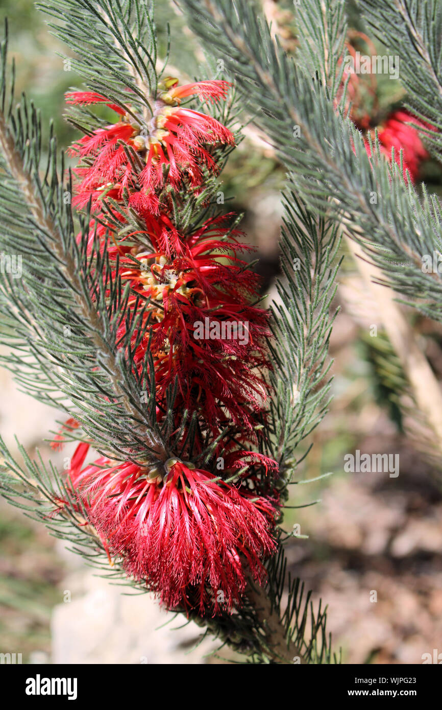 Una facciata scovolino da bottiglia (Calothamnus quadrifidus) mostra fiori rossi disposti in infiorescenza, Sud Australia Foto Stock