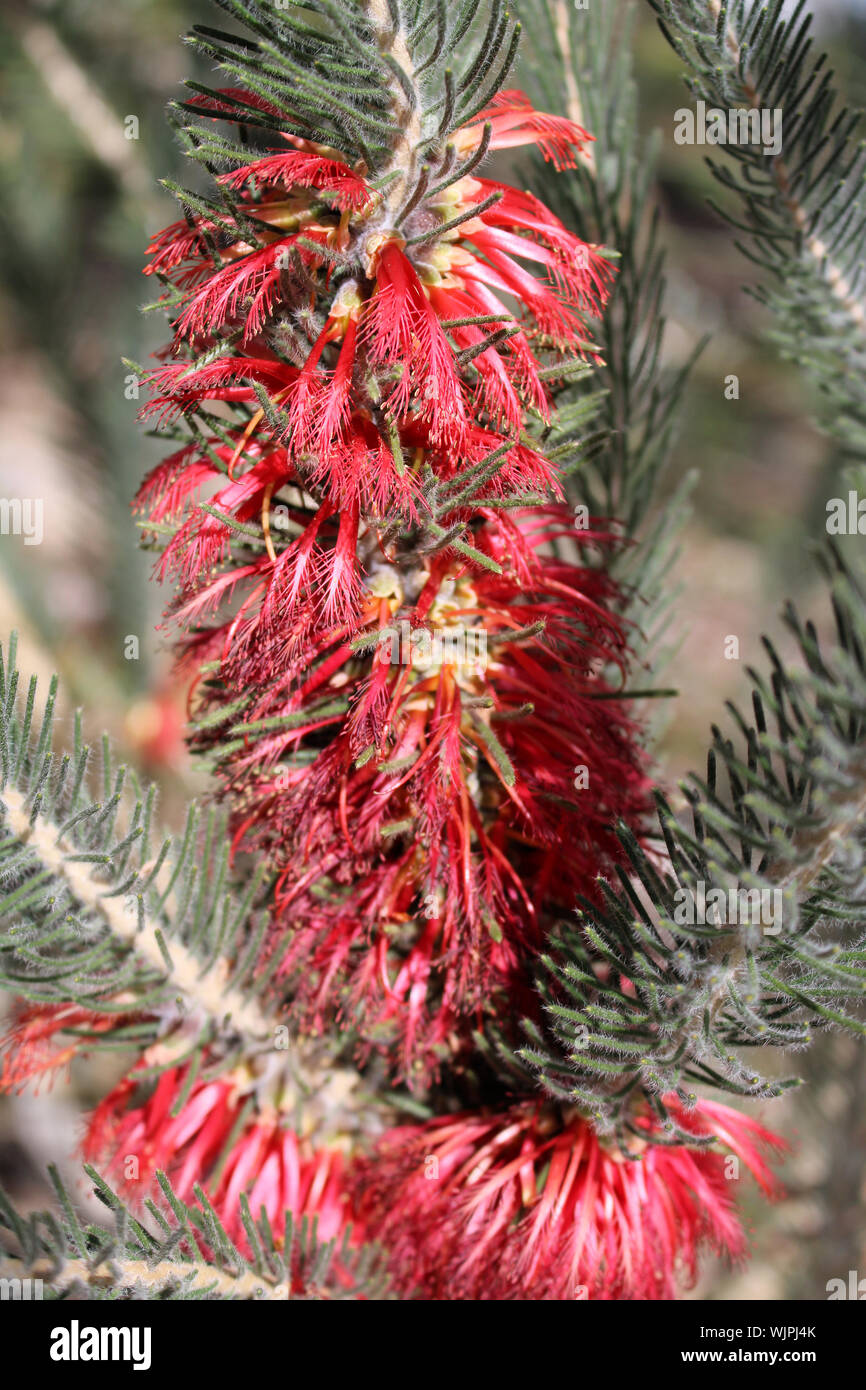 Una facciata scovolino da bottiglia (Calothamnus quadrifidus) mostra fiori rossi disposti in infiorescenza, Sud Australia Foto Stock