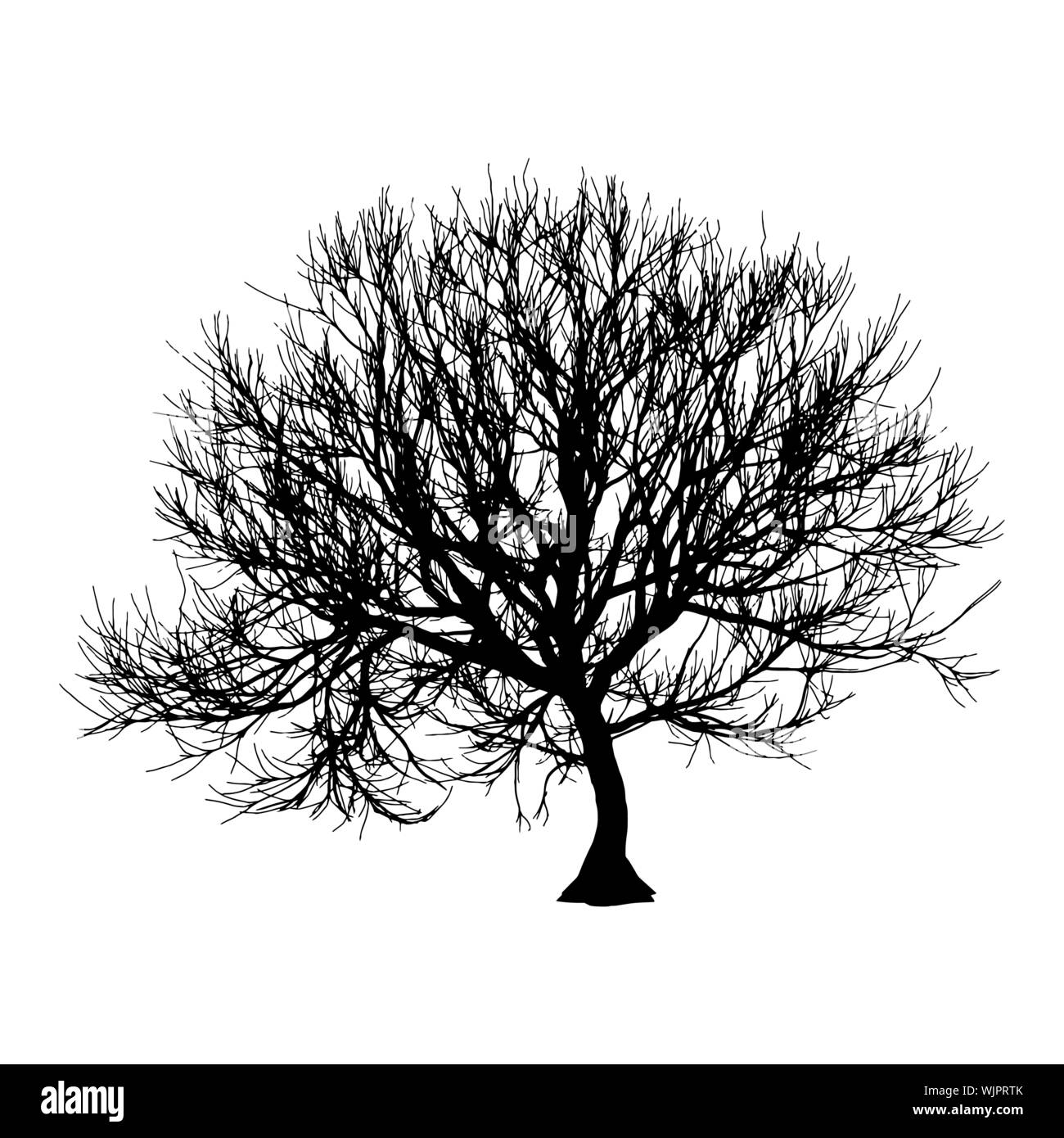 Nero albero secco in inverno o in autunno silhouette su sfondo bianco. Eps vettoriali10 illustrazione Illustrazione Vettoriale