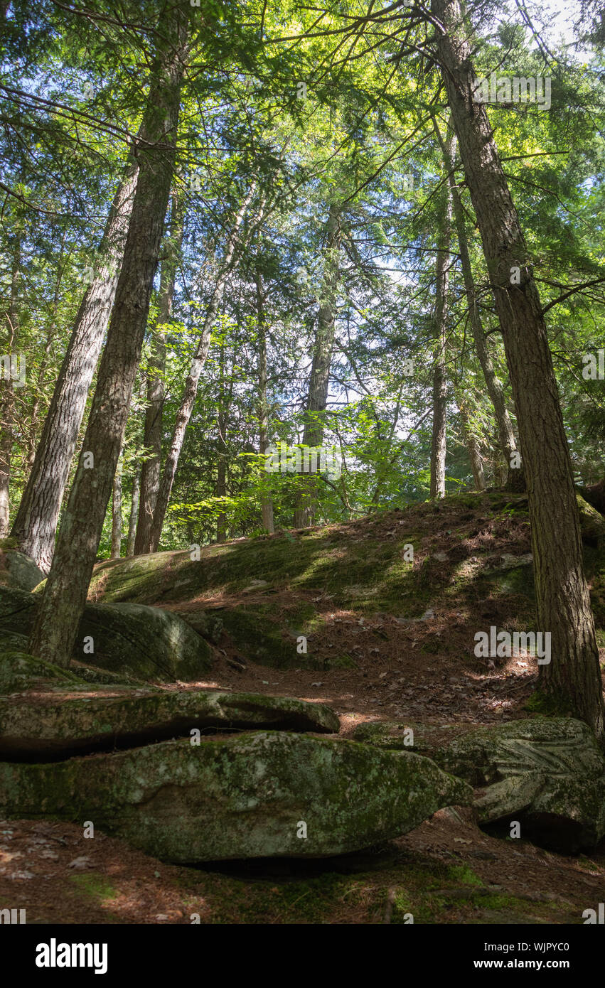 Verde di alti alberi lungo alte cascate sentiero in Muskoka in estate Foto Stock