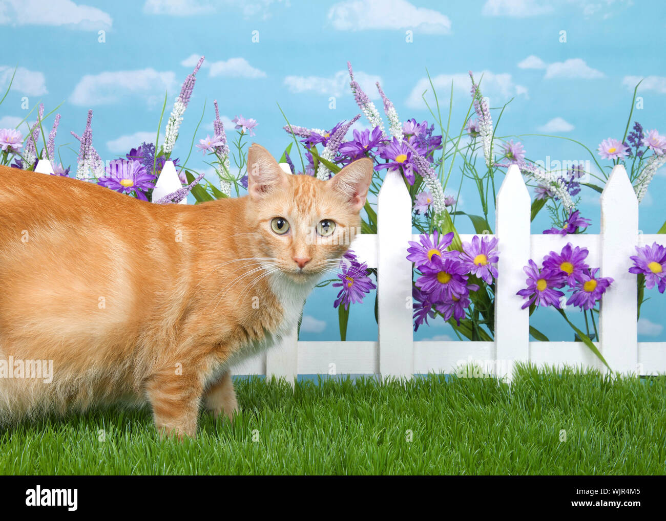 Arancione e bianco post partum cat in piedi nel cortile giardino studio con white Picket Fence e fiori viola, verde erba, guardando il viewer curioso Foto Stock