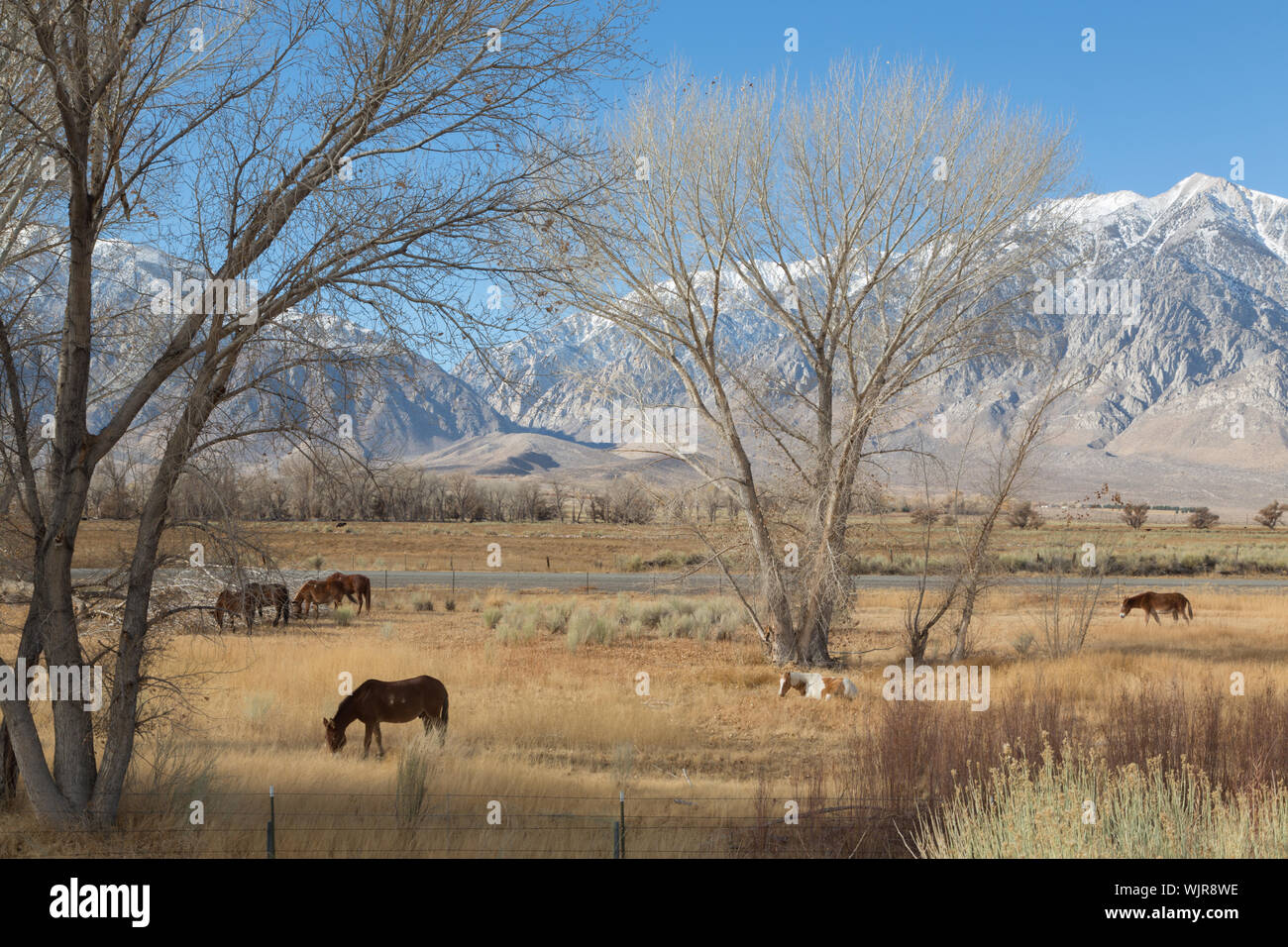 Cavalli al pascolo in un prato TRA STATI UNITI 395 e Lower Rock Creek Road a nord del Vescovo in Mono County, California Foto Stock