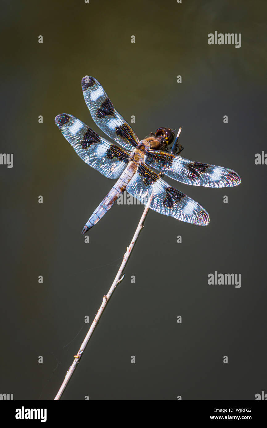 Skimmer Twelve-Spotted dragonfly (Libellula pulchella) poggiante su willow stelo in stagno, Castle Rock Colorado US. Foto scattata in luglio. Foto Stock