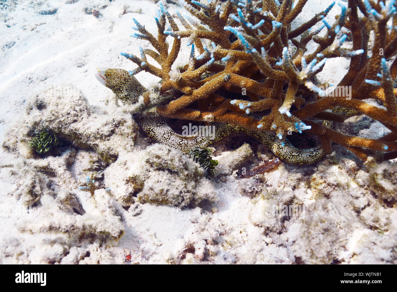 Spotted moray eel pesci nascosti nella barriera corallina Foto Stock