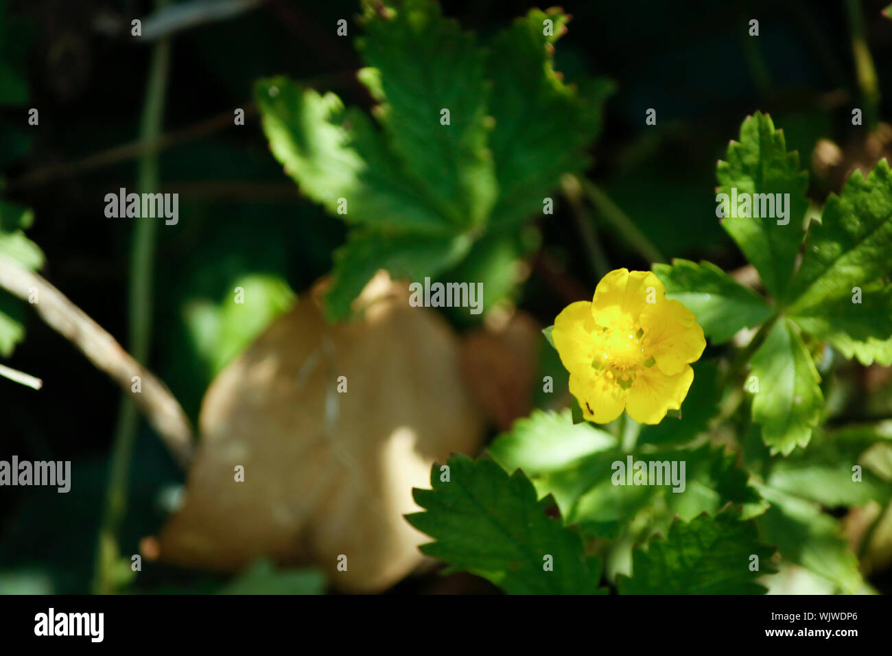 Potentilla indica close up del fiore. Foto Stock