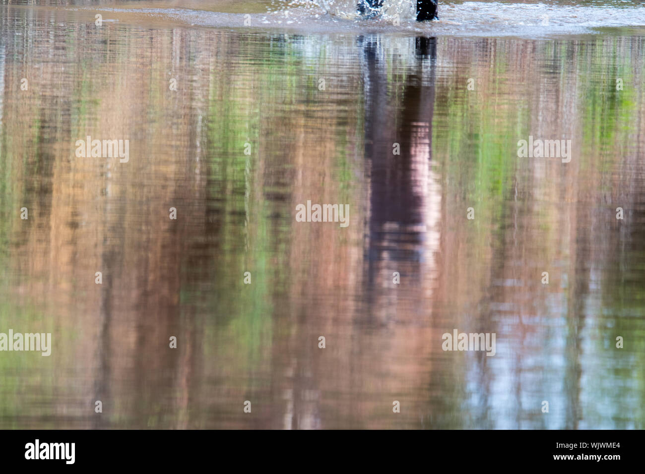 La riflessione di una signora sconosciuta come ella wade attraverso l'acqua Foto Stock