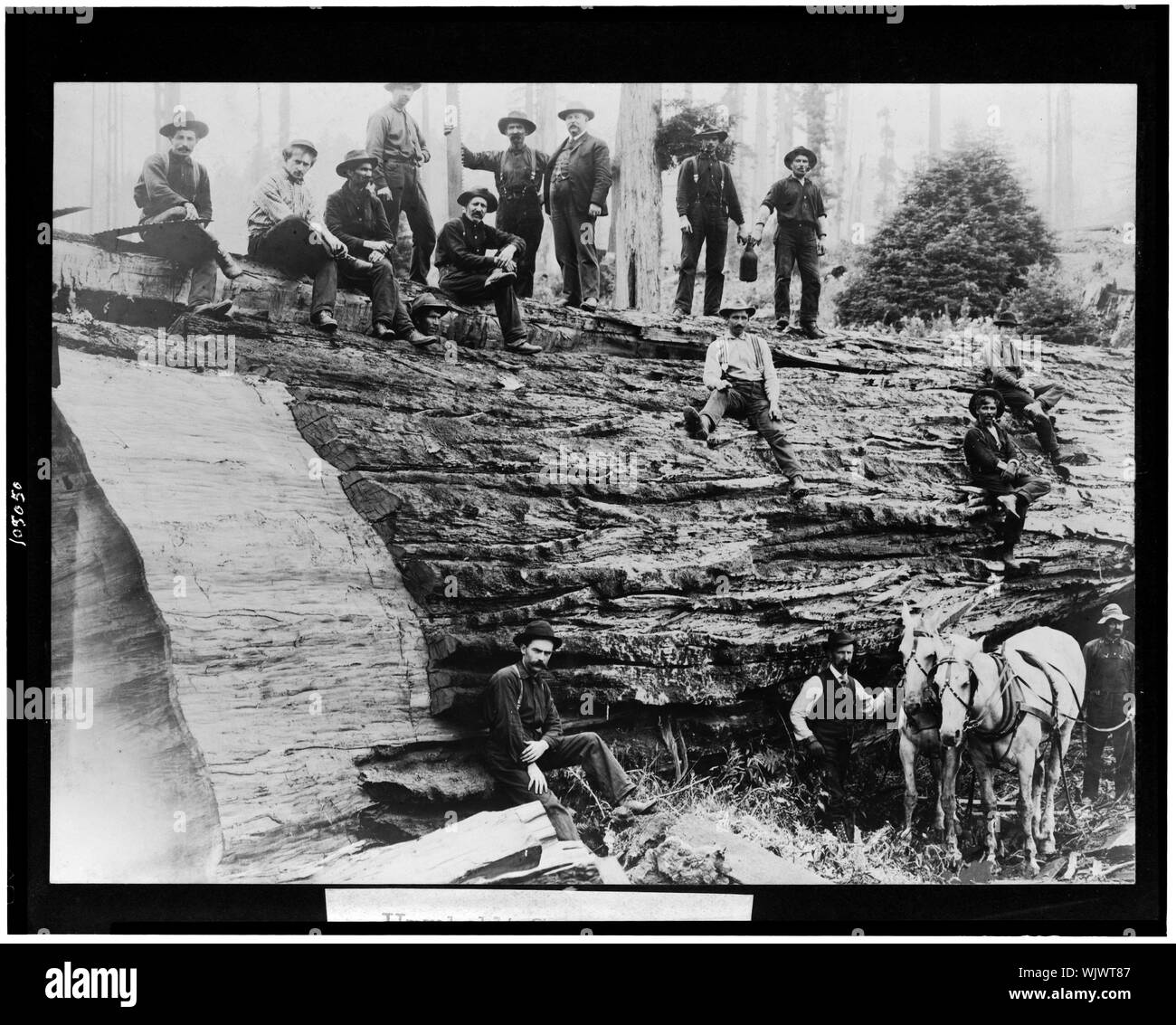 Humboldt sequoia Foto Stock