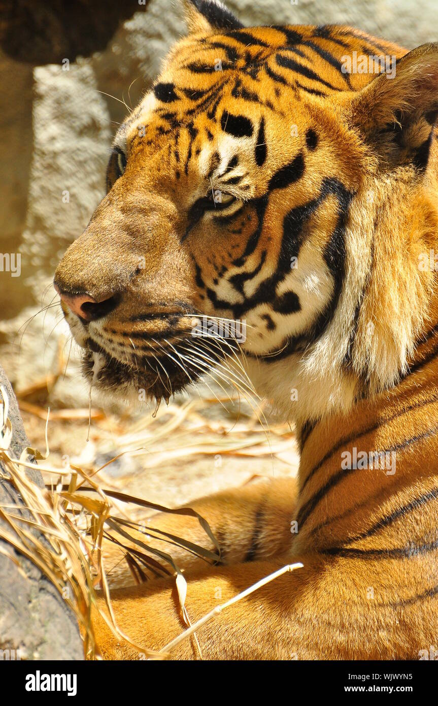 Indian Tiger close up Foto Stock