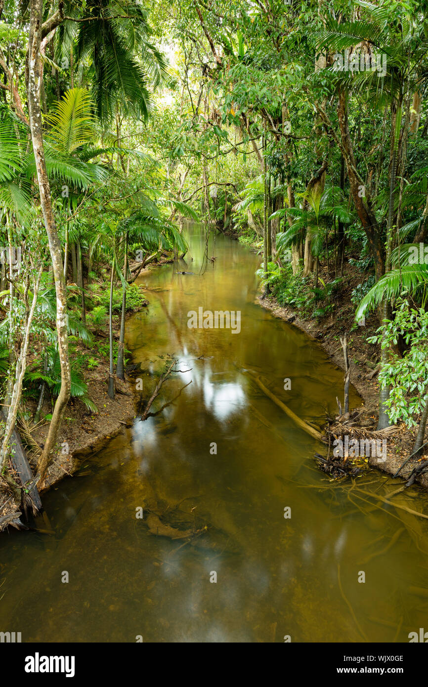 Mossman, Queensland, Australia. Umido e lussureggiante foresta pluviale tropicale in bamboo Creek a nord di Mossman in tropicale lontano nord Queesland. Foto Stock