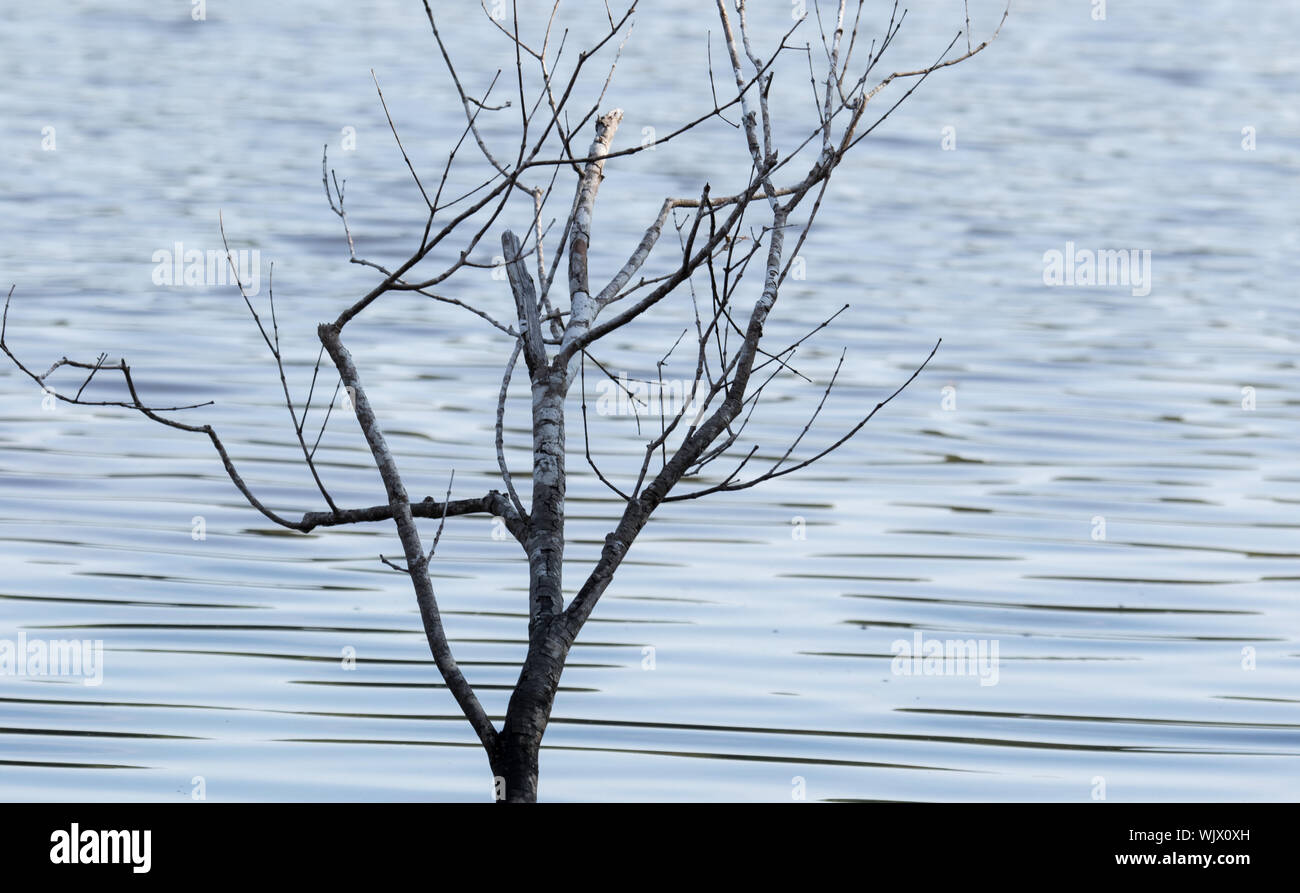 Un albero morto il ramo sopra la superficie del lago Foto Stock