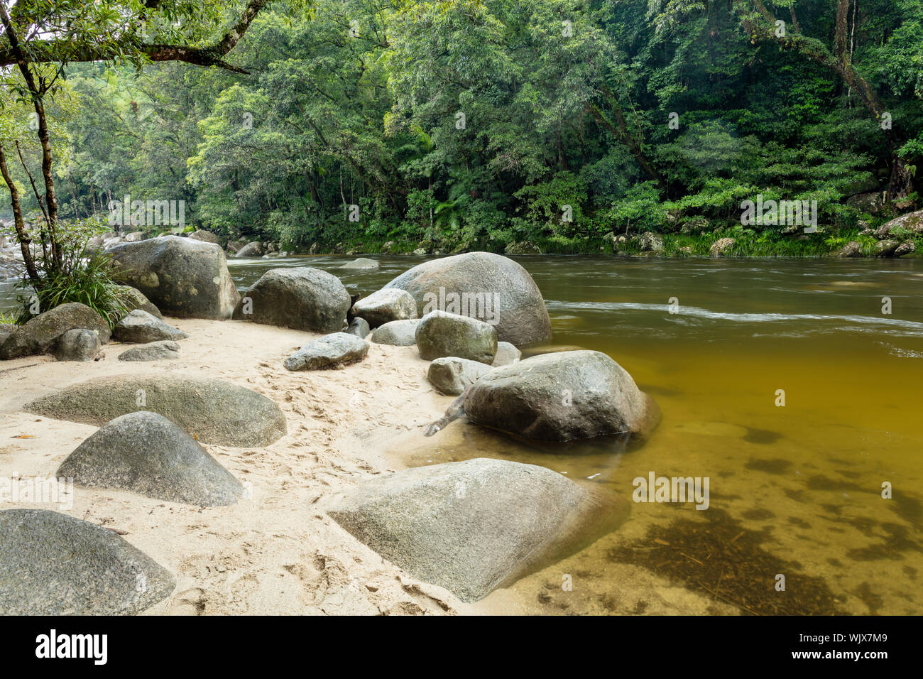 Mossman, Queensland, Australia. Il Fiume Mossman in umido e lussureggiante foresta di pioggia di Mossman Gorge a Mossman in tropicale Nord Queensland. Foto Stock