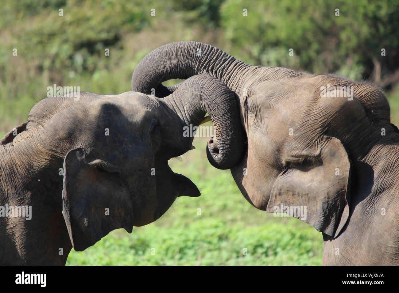Elephant vitelli giocando a Udawalawe parco nazionale durante la giornata di sole Foto Stock