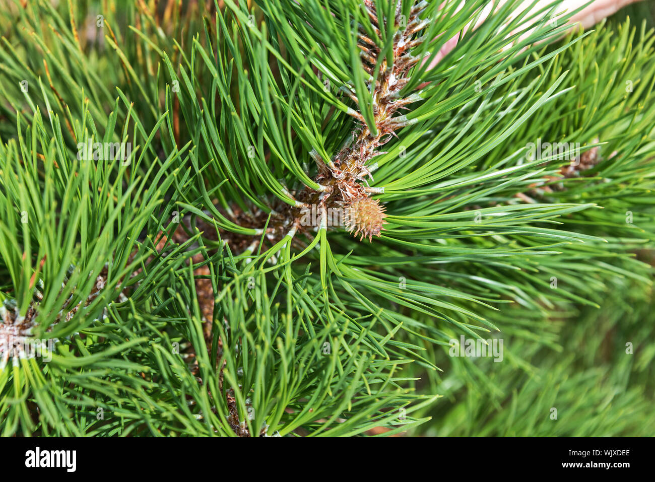 Close up di giovani cono su un pitch pine (Pinus rigida), Cadillac Mountain, Parco Nazionale di Acadia, Maine. Foto Stock