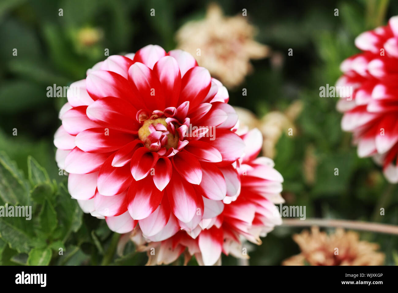 Leggere e white dalie. Messa a fuoco selettiva con estrema shallow DOF. Foto Stock
