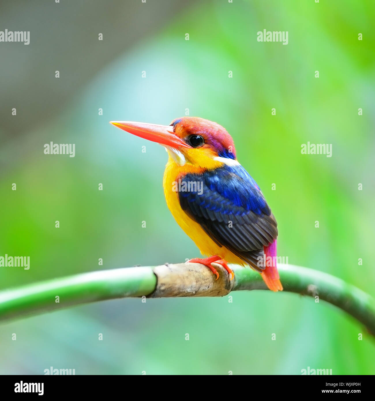 Colorato Kingfisher, maschio nero-backed Kingfisher (Ceyx erithacus), Profilo laterale Foto Stock