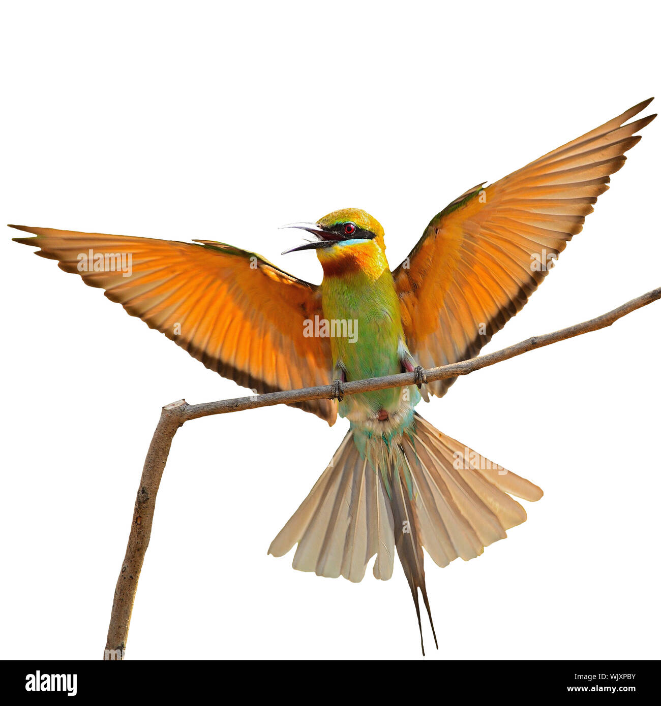 Diffondere le ali, Blu-tailed Gruccione (Merops phillippinus), isolata su uno sfondo bianco Foto Stock