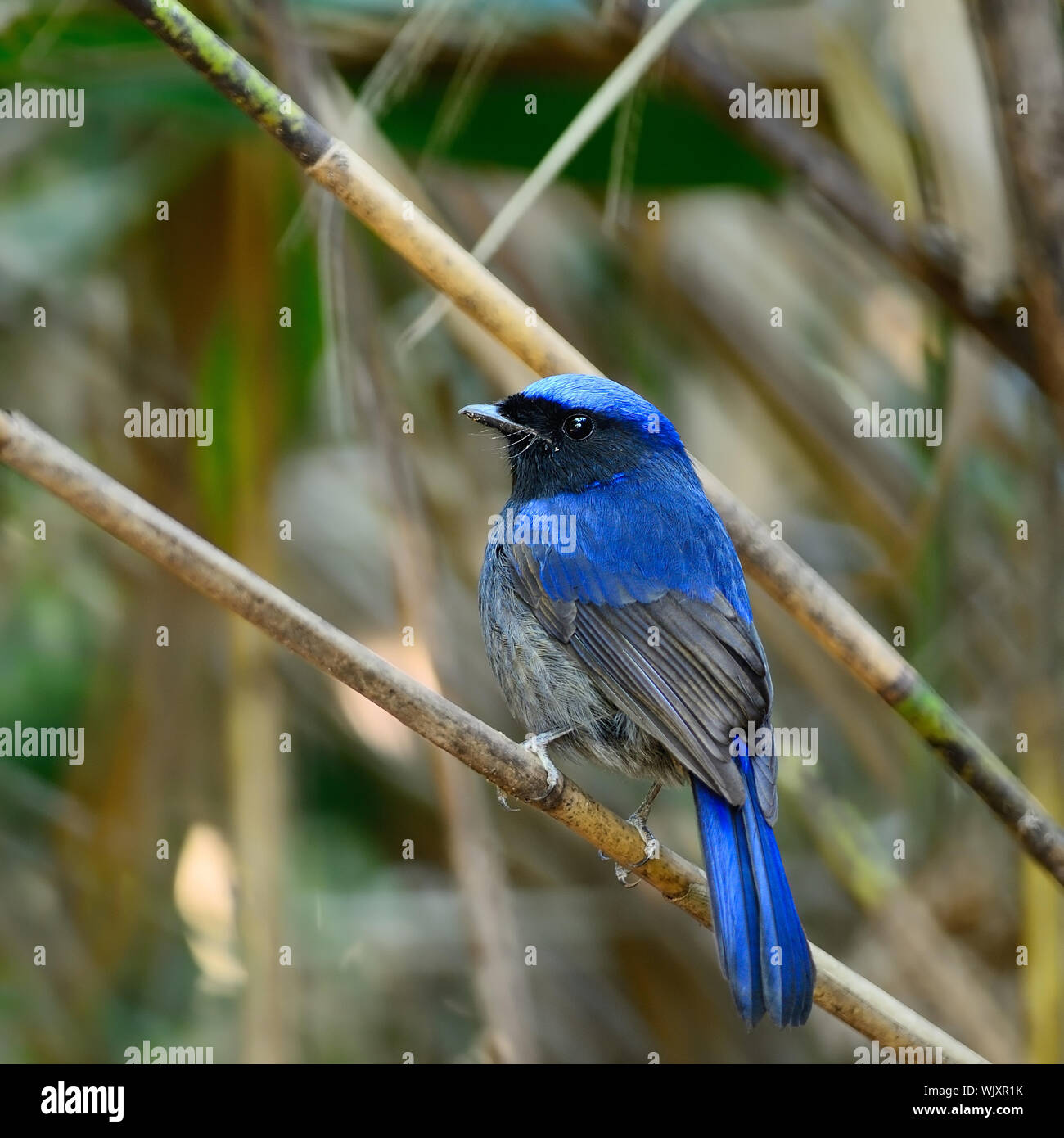 Belle blue bird, maschio grande Niltava (Niltava grandis) su un ramo, profilo posteriore Foto Stock