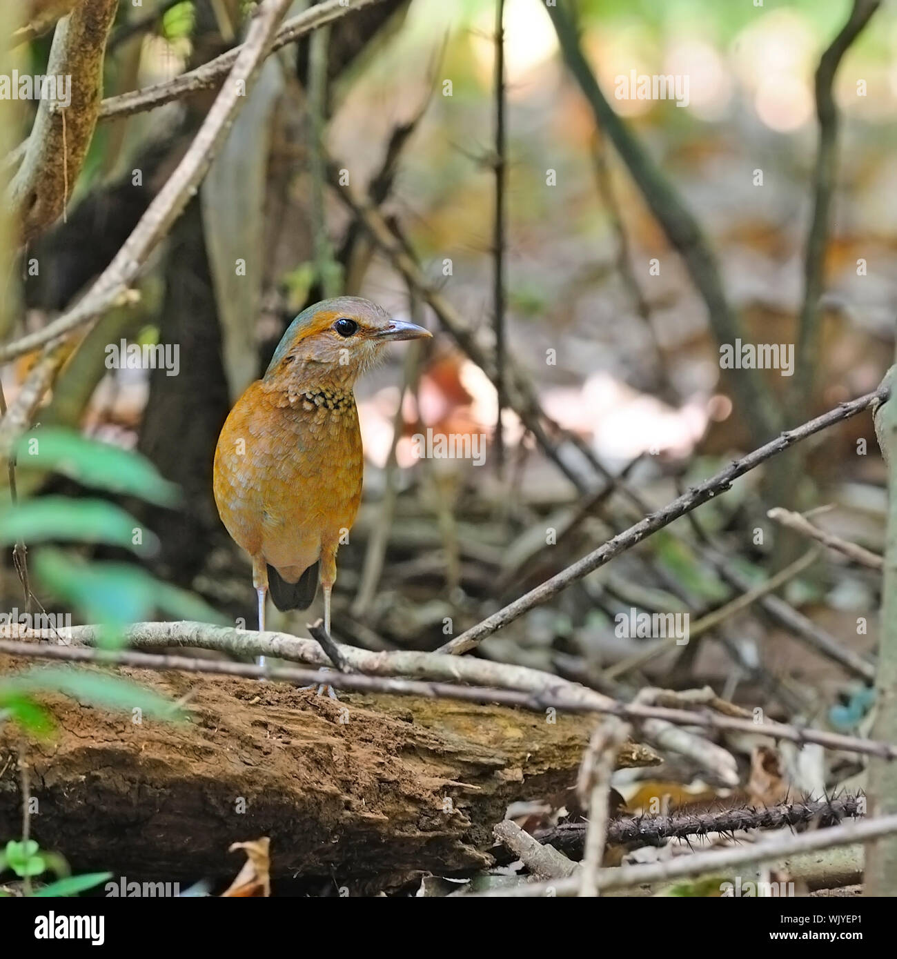 Brown Pitta, femmina blu-rumped Pitta (Pitta soror) in piedi sul log, preso in Cat tien National Park, Vietnam Foto Stock