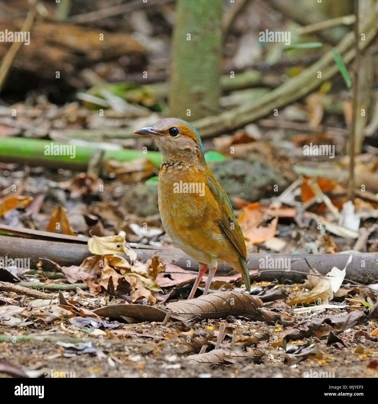 Bella Pitta, femmina blu-rumped Pitta (Pitta soror) in piedi sul suolo, presi in Cat tien National Park, Vietnam Foto Stock