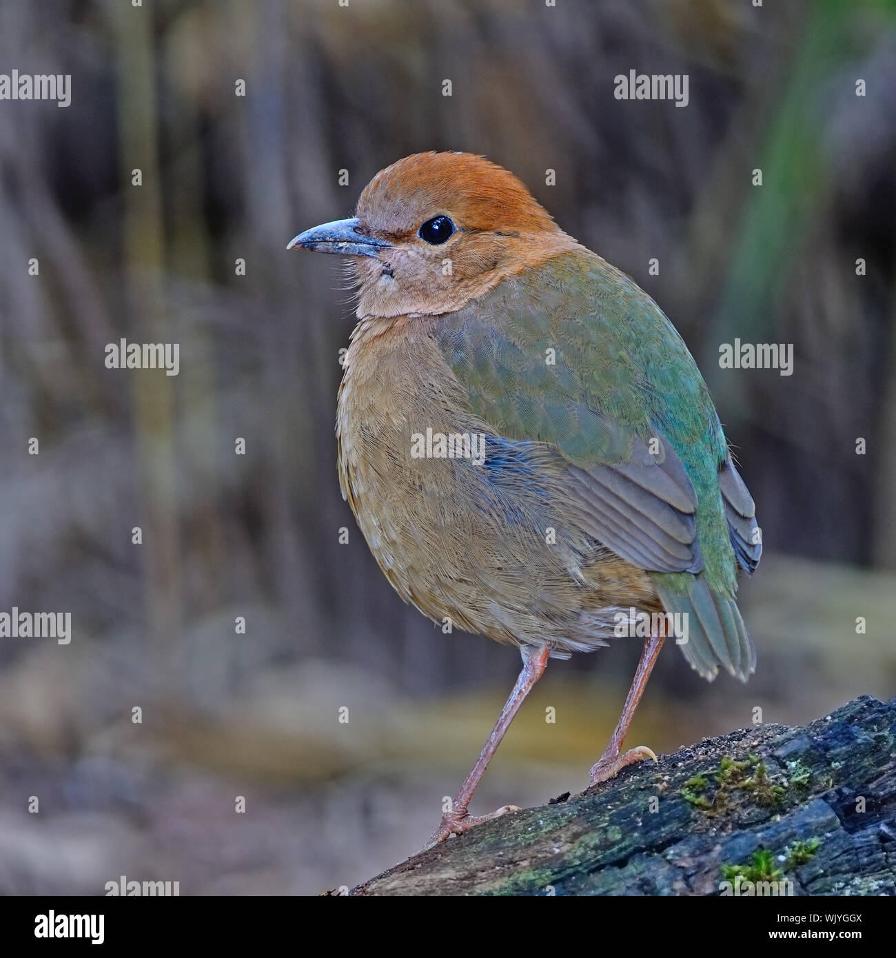 Ritratto di donna arrugginito-naped Pitta (Pitta oatesi), raro resident Pitta a Doi Lang - Nord della Thailandia Birdwatching sul log Foto Stock