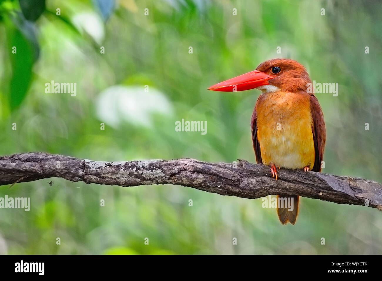 Bella rossa Kingfisher, maschio rubicondo Kingfisher (Halcyon coromanda) seduto su un ramo, che si trova nella foresta di mangrovie nel sud della Thailandia Foto Stock