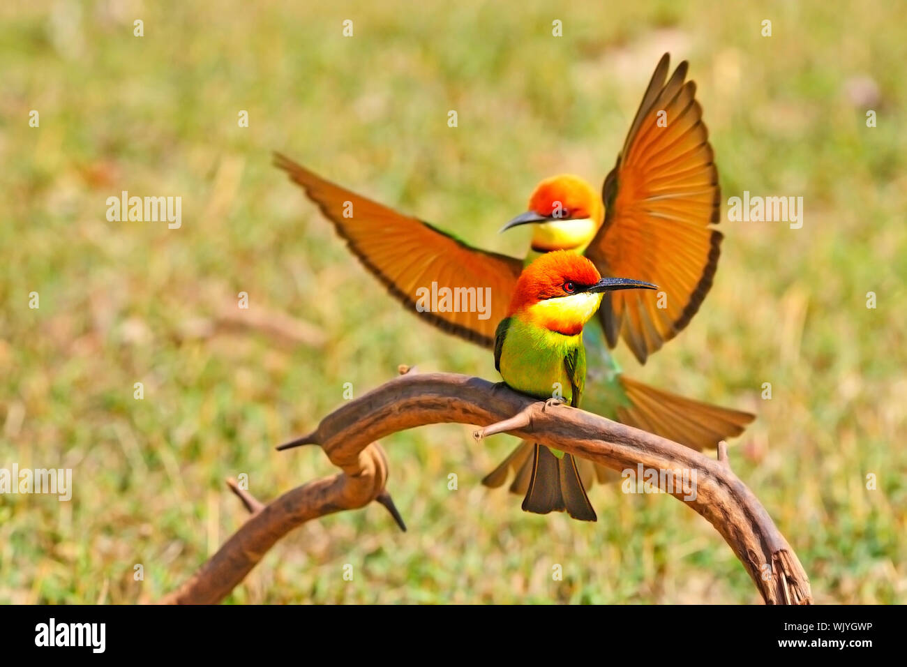 Bella gruccione, Castagno capo-Bee eater (Merops leschenaulti) su un ramo Foto Stock