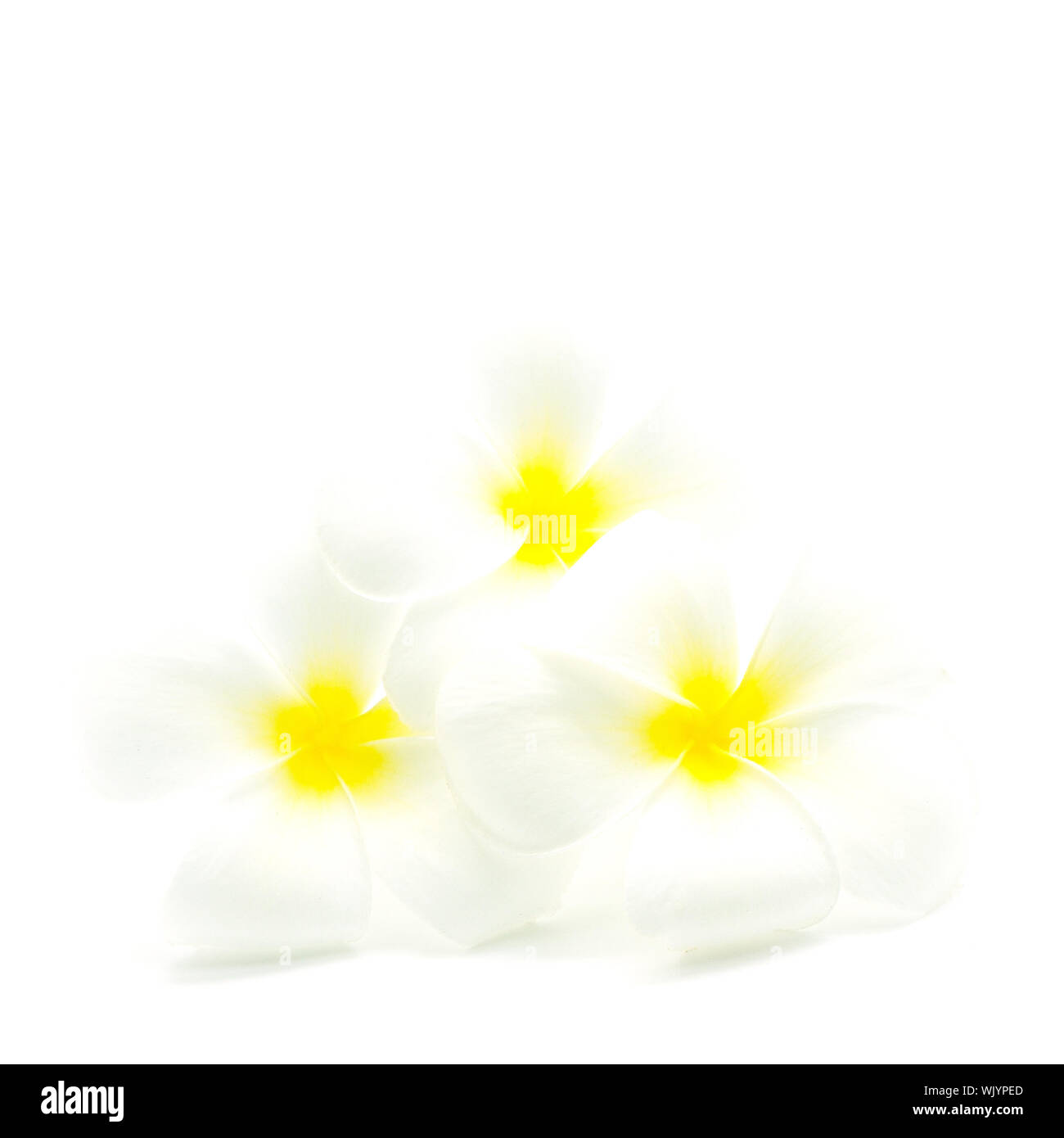 Il bianco e il giallo fiori profumati, Plumeria o frangipani, isolato su sfondo bianco Foto Stock