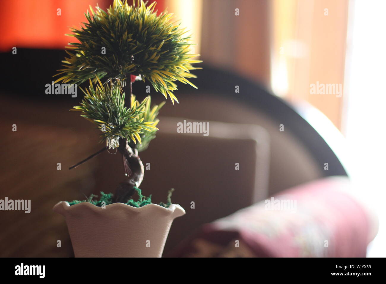 Close-up della pianta in vaso a casa Foto Stock