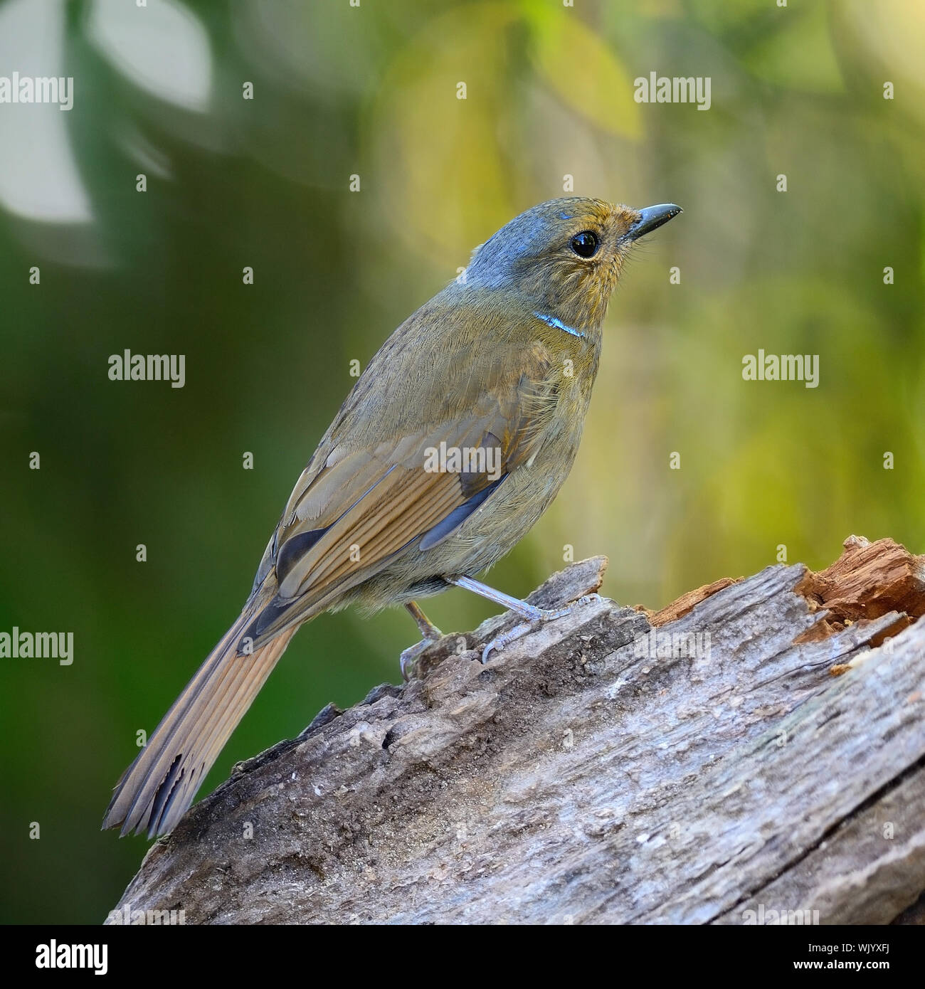 Brown bird, femmina grande Niltava (Niltava grandis), in piedi sul log, profilo posteriore Foto Stock