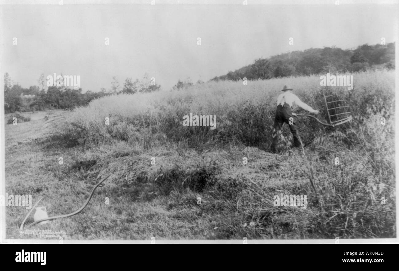 Nel campo di grano Foto Stock