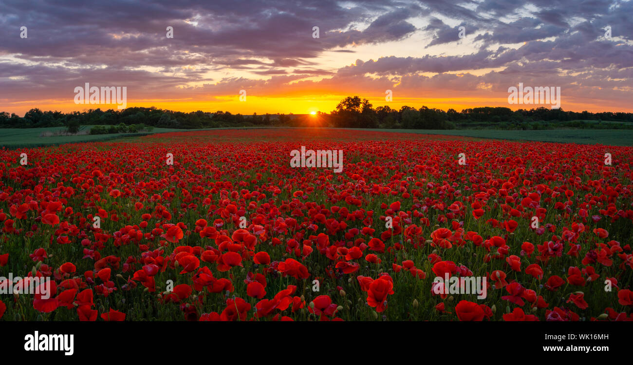 Tramonto sul prato del magnifico papaveri rossi Foto Stock