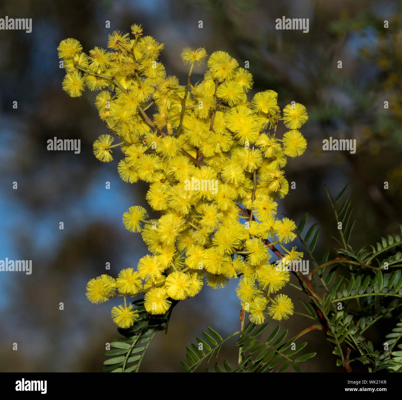 Giallo dorato di Fiori & Foglie verdi di Acacia spectabilis / Mudgee bargiglio, fiori selvatici Australiano su sullo sfondo di un cielo blu e il fogliame in NSW Foto Stock