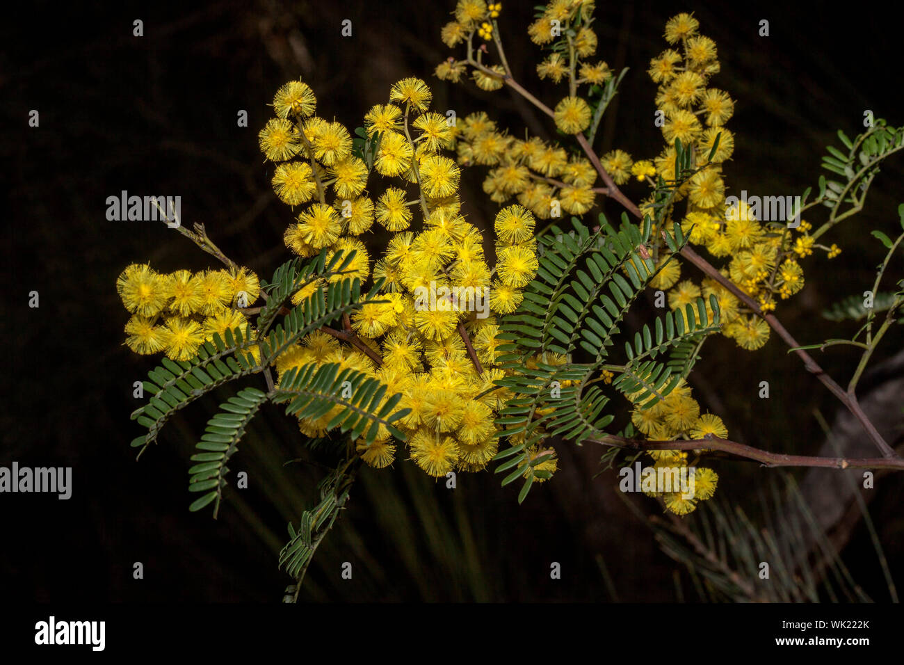 Giallo dorato di Fiori & Foglie verdi di Acacia spectabilis / Mudgee bargiglio, fiori selvatici Australiano su sfondo scuro in NSW Foto Stock